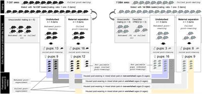 Exploring the similarities between risk factors triggering depression in humans and elevated in-cage “inactive but awake” behavior in laboratory mice